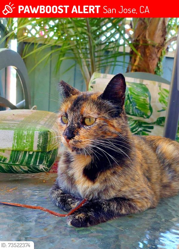 Lost Female Cat last seen CROSS STREETS: Lock Ness Way, Capitol Expressway, Arborn, Maple Leaf Court, San Jose, CA 95121