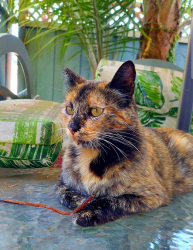 Lost Female Cat last seen CROSS STREETS: Lock Ness Way, Capitol Expressway, Arborn, Maple Leaf Court, San Jose, CA 95121