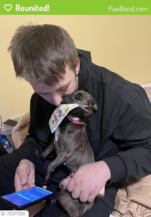 Reunited Female Dog last seen W Florida & main st, Evansville, IN 47710