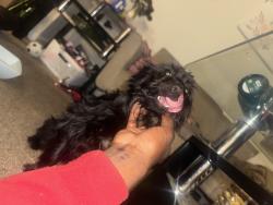 Reunited Female Dog last seen Apache, Greensboro, NC 27401