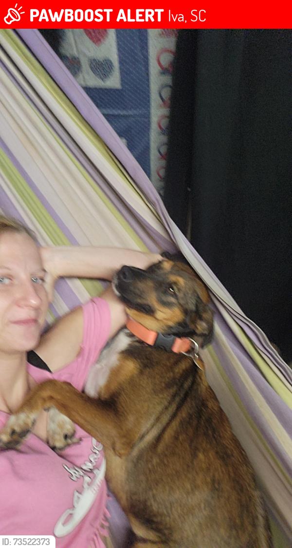 Lost Female Dog last seen Church, Iva, SC 29655