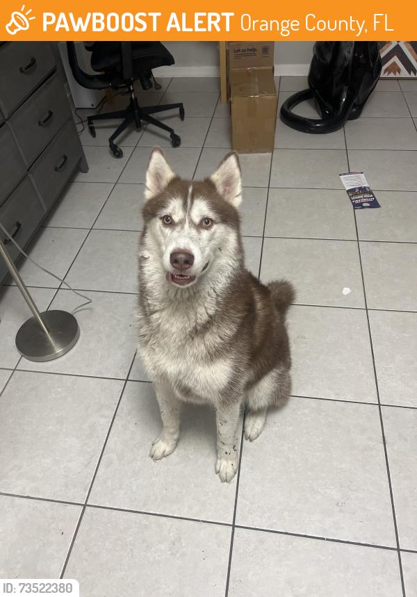 Found/Stray Unknown Dog last seen Stonebriar Way, Orange County, FL 32826