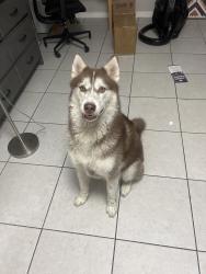 Found/Stray Unknown Dog last seen Stonebriar Way, Orange County, FL 32826