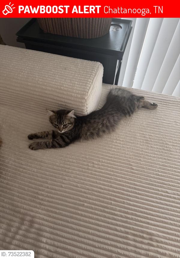 Lost Female Cat last seen In alpine villas, Chattanooga, TN 37415