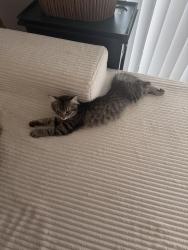 Lost Female Cat last seen In alpine villas, Chattanooga, TN 37415
