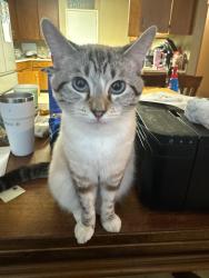 Lost Female Cat last seen 5th st in biggs 2893 is where she was last seen, Biggs, CA 95917
