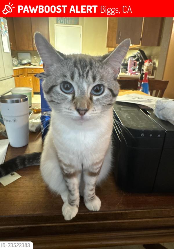 Lost Female Cat last seen 5th st in biggs 2893 is where she was last seen, Biggs, CA 95917