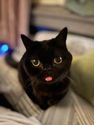 Lost Female Cat last seen Juniper St. and Joshua Tree, Palm Desert, CA 92260