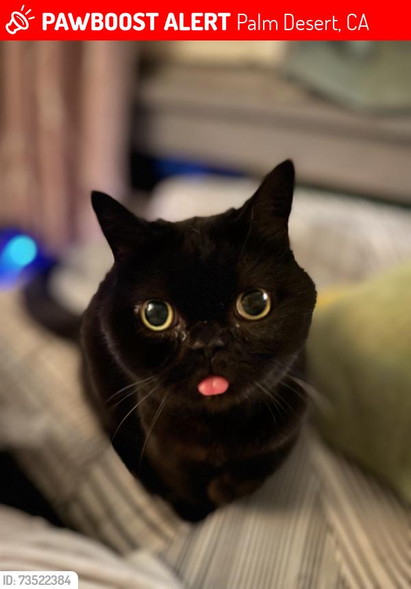 Lost Female Cat last seen Juniper St. and Joshua Tree, Palm Desert, CA 92260