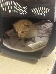 Shelter Stray Male Cat last seen MARSHONG AVE & GOTHAM WAY, 2127 Front St, Sacramento, CA 95818, USA