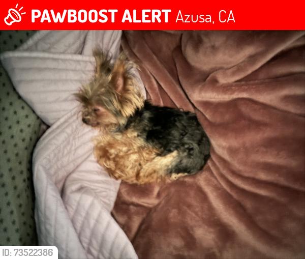 Lost Male Dog last seen Duell and rodecker dr, Azusa, CA 91702