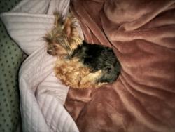 Lost Male Dog last seen Duell and rodecker dr, Azusa, CA 91702