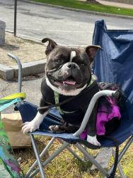 Reunited Female Dog last seen King philip st, Fall River, MA 02724