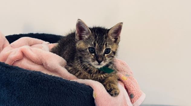 Shelter Stray Male Cat last seen CHARLOTTE, 8315 Byrum Dr, Charlotte, NC 28217, USA
