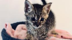 Shelter Stray Male Cat last seen CHARLOTTE, 8315 Byrum Dr, Charlotte, NC 28217, USA