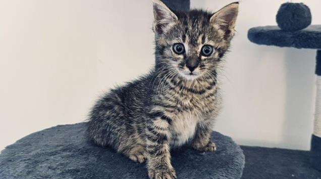 Shelter Stray Male Cat last seen CHARLOTTE, 8315 Byrum Dr, Charlotte, NC 28217, USA