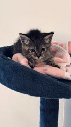 Shelter Stray Female Cat last seen CHARLOTTE, 8315 Byrum Dr, Charlotte, NC 28217, USA