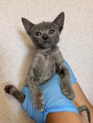 Shelter Stray Female Cat last seen 2ND AND K ST, 333 Chandler Pl, San Bernardino, CA 92408, USA