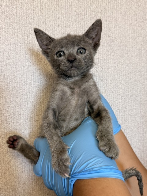 Shelter Stray Female Cat last seen 2ND AND K ST, 333 Chandler Pl, San Bernardino, CA 92408, USA