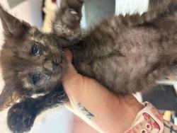Shelter Stray Male Cat last seen Near BLOCK MAIN STREEET, 127 Humane Ln, Columbia, SC 29201, USA