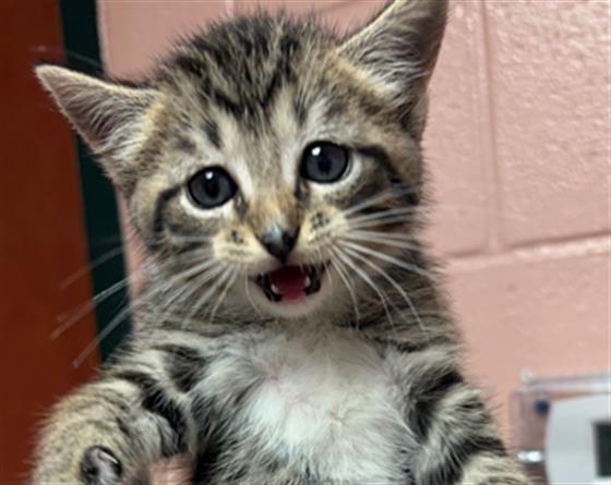Shelter Stray Female Cat last seen Near BLOCK ATASCADERO DR, 127 Humane Ln, Columbia, SC 29201, USA