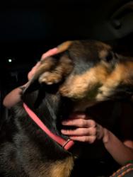 Reunited Female Dog last seen Entrada Cedros, San Jose, CA 95123