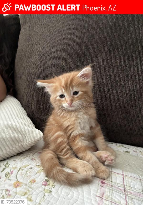 Lost Female Cat last seen Apt Guacho on Glendale at W Glendale Ave and N 21st Ave, Phoenix, AZ 85021