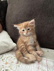 Lost Female Cat last seen Apt Guacho on Glendale at W Glendale Ave and N 21st Ave, Phoenix, AZ 85021