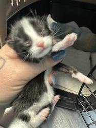 Shelter Stray Female Cat last seen Near BLOCK EUCALYPTUS DR, BAKERSFIELD CA 93306, 3951 Fruitvale Ave, Bakersfield, CA 93308, USA