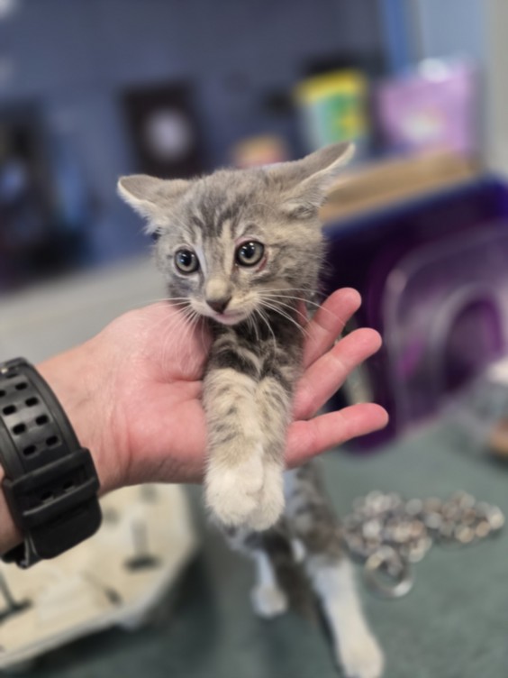 Shelter Stray Male Cat last seen , West Valley Animal Shelter, 20655 Plummer St, Chatsworth, CA 91311, USA