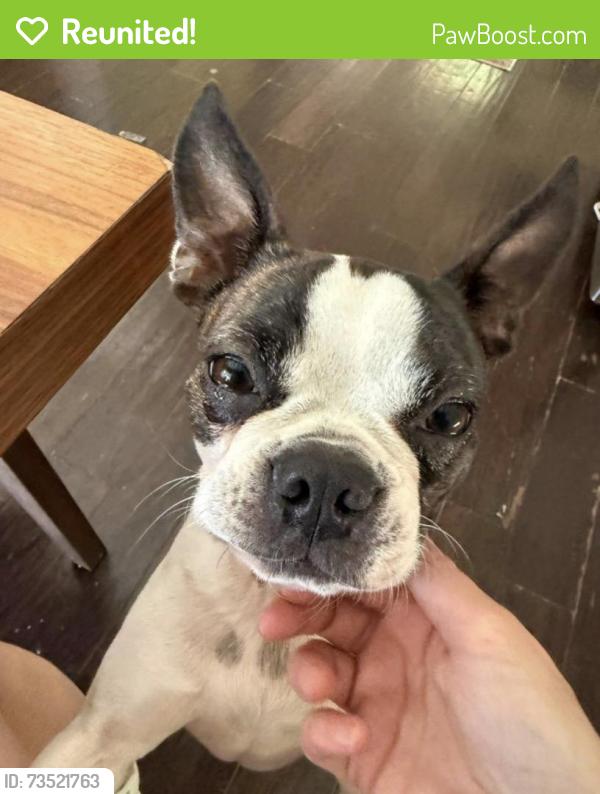 Reunited Female Dog last seen Thomas and 46th street, Phoenix, AZ 85008
