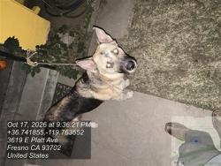 Shelter Stray Male Dog last seen Near BLOCK E PLATT AVE, 5277 E Airways Blvd, Fresno, CA 93727, USA