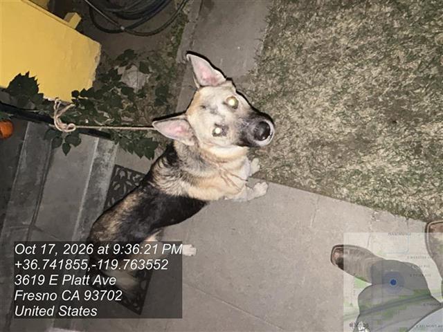 Shelter Stray Male Dog last seen Near BLOCK E PLATT AVE, 5277 E Airways Blvd, Fresno, CA 93727, USA