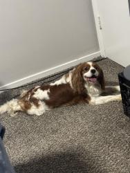Reunited Male Dog last seen Na, Cleveland, OH 44104