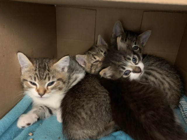 Shelter Stray Female Cat last seen , 3201 Lacy St, Los Angeles, CA 90031, USA