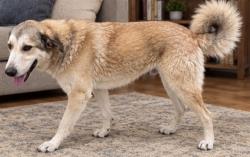 Shelter Stray Male Dog last seen , 38550 Sierra Hwy, Palmdale, CA 93550, USA