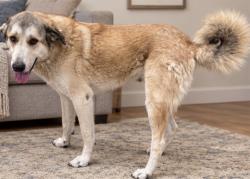 Shelter Stray Male Dog last seen , 38550 Sierra Hwy, Palmdale, CA 93550, USA