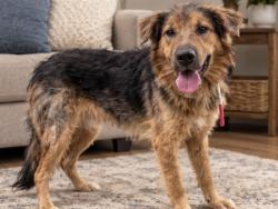 Shelter Stray Male Dog last seen , 38550 Sierra Hwy, Palmdale, CA 93550, USA