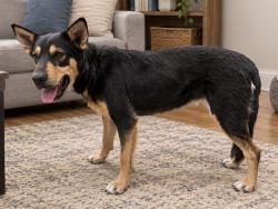 Shelter Stray Female Dog last seen , 38550 Sierra Hwy, Palmdale, CA 93550, USA