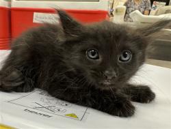 Shelter Stray Male Cat last seen Near BLOCK LINCOLN ST, MECCA CA 92254, 72050 Pet Land Pl, Thousand Palms, CA 92276, USA