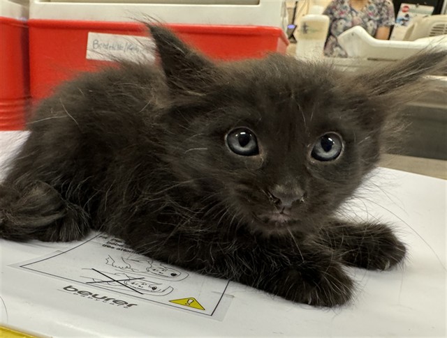 Shelter Stray Male Cat last seen Near BLOCK LINCOLN ST, MECCA CA 92254, 72050 Pet Land Pl, Thousand Palms, CA 92276, USA