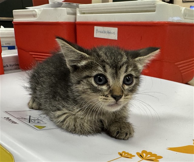 Shelter Stray Female Cat last seen Near BLOCK LINCOLN ST, MECCA CA 92254, 72050 Pet Land Pl, Thousand Palms, CA 92276, USA