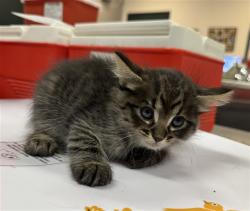 Shelter Stray Female Cat last seen Near BLOCK LINCOLN ST, MECCA CA 92254, 72050 Pet Land Pl, Thousand Palms, CA 92276, USA