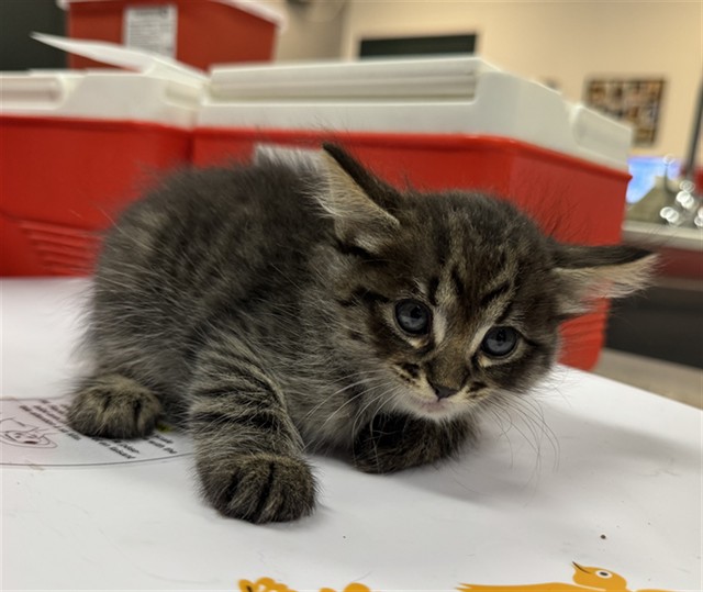 Shelter Stray Female Cat last seen Near BLOCK LINCOLN ST, MECCA CA 92254, 72050 Pet Land Pl, Thousand Palms, CA 92276, USA