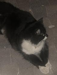 Reunited Male Cat last seen E Borchard ave, Santa Ana, CA 92707