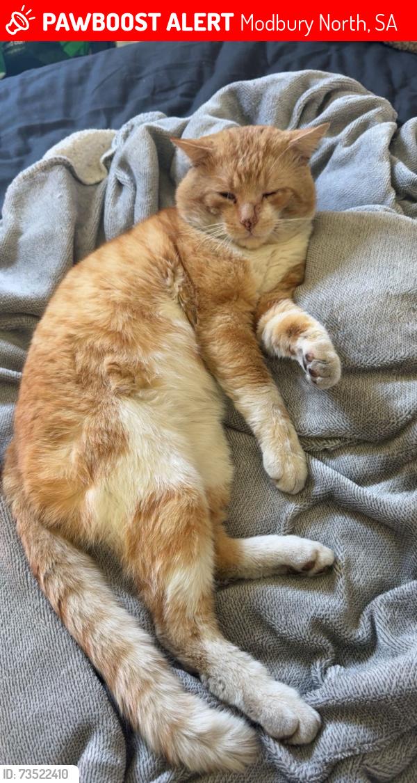 Lost Male Cat last seen Search stretches between Kellys road - arndale, Modbury North, SA 5092