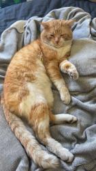 Lost Male Cat last seen Search stretches between Kellys road - arndale, Modbury North, SA 5092