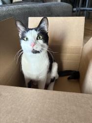 Reunited Male Cat last seen Southlands, Aurora, CO 80016