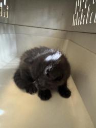 Shelter Stray Female Cat last seen Near BLOCK W NORWALK RD, 4522 W 3500 S, West Valley City, UT 84120, USA