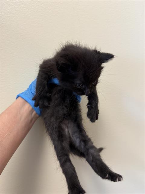 Shelter Stray Female Cat last seen Near BLOCK W NORWALK RD, 4522 W 3500 S, West Valley City, UT 84120, USA